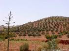 Une colline plantée d'oliviers, environs d'Essaouira, Maroc.