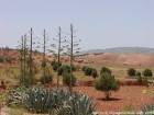 Aloès et terre rouge, alentours de Essaouira, Maroc.