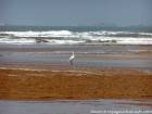 Grue blanche sur la plage vers l'oued Igrounzar, Essaouira, Maroc.
