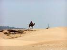 Dromadaire sur les dunes près de Diabet, Essaouira, Maroc.