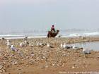 Plage avec des oiseaux de mer, un dromadaire et l'océan déchainé, Essaouira, Maroc.
