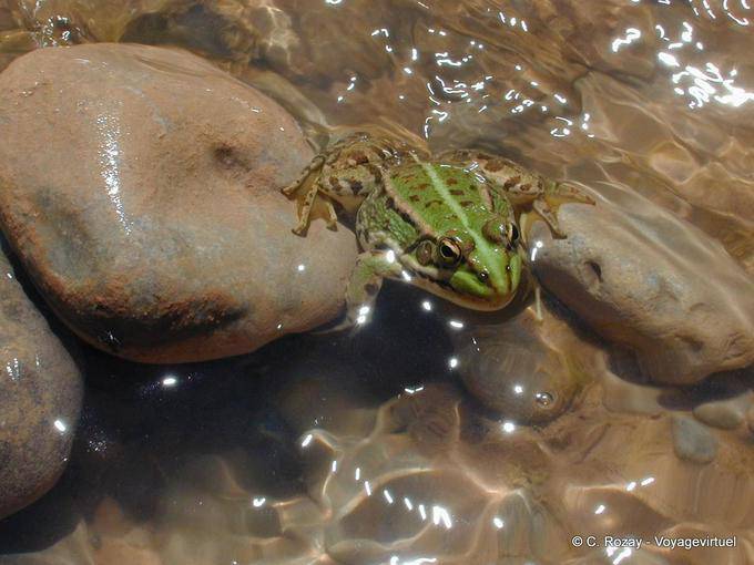 La grenouille verte de la Vallée des Roses - Maroc