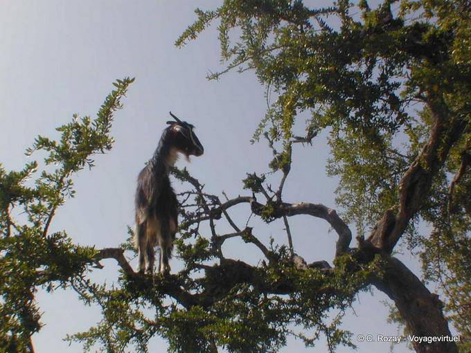 Essaouira, une chèvre dans les arganiers - Maroc