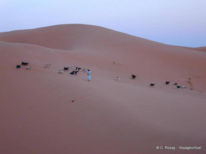 Un berger et son troupeau dans les dunes roses de Merzouga - Maroc