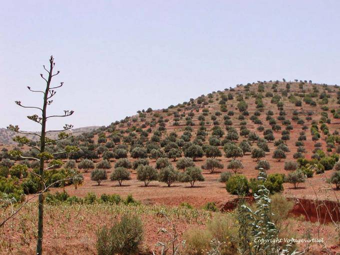 Une colline plantée d'oliviers, environs d'Essaouira - Maroc