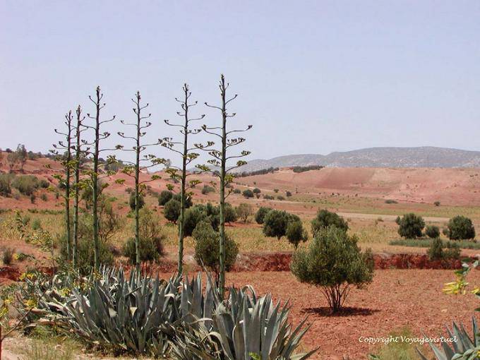 Aloès et terre rouge, alentours de Essaouira - Maroc