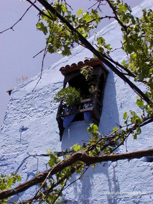 Vigne et fenêtre à moucharabieh, Chefchaouen - Maroc