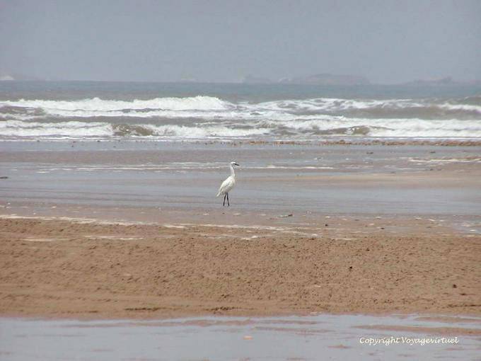Grue blanche sur la plage vers l'oued Igrounzar, Essaouira - Maroc