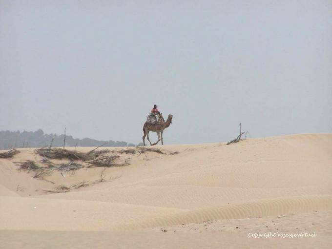 Dromadaire sur les dunes près de Diabet, Essaouira - Maroc