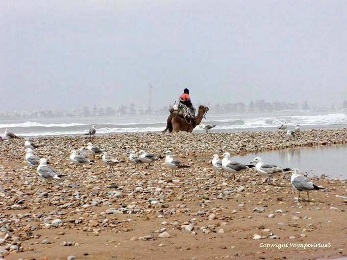 Plage avec des oiseaux de mer, un dromadaire et l'océan déchainé, Essaouira - Maroc