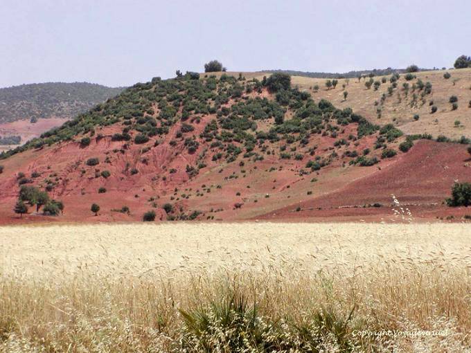 Erosion et champ de blé mûr, Khénifra - Maroc