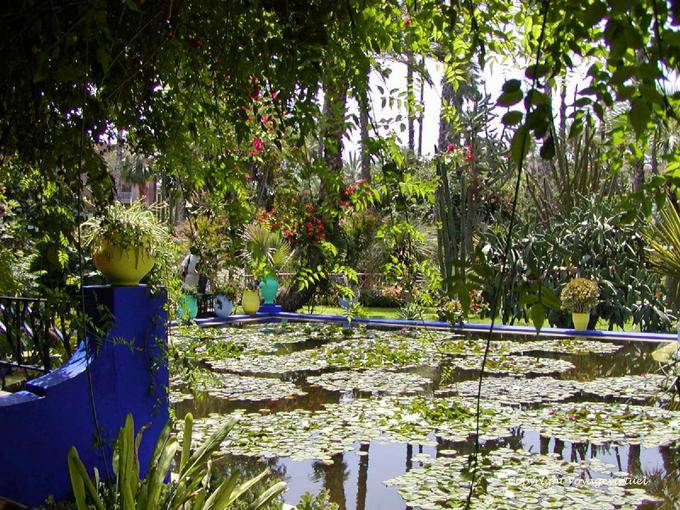 Bassin aux nénuphars et lotus d'Asie, Jardin Majorelle, Marrakech - Maroc