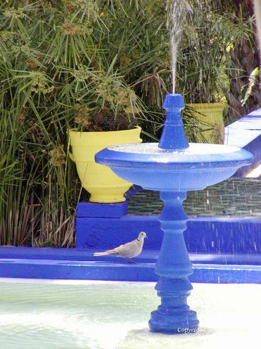 La tourterelle et la fontaine, Jardin Majorelle, Marrakech - Maroc