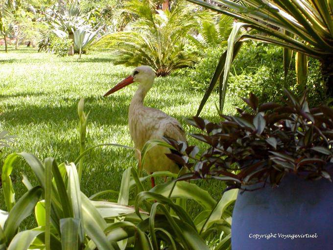 Cigogne se promenant dans la verdure, Jardin Majorelle, Marrakech - Maroc