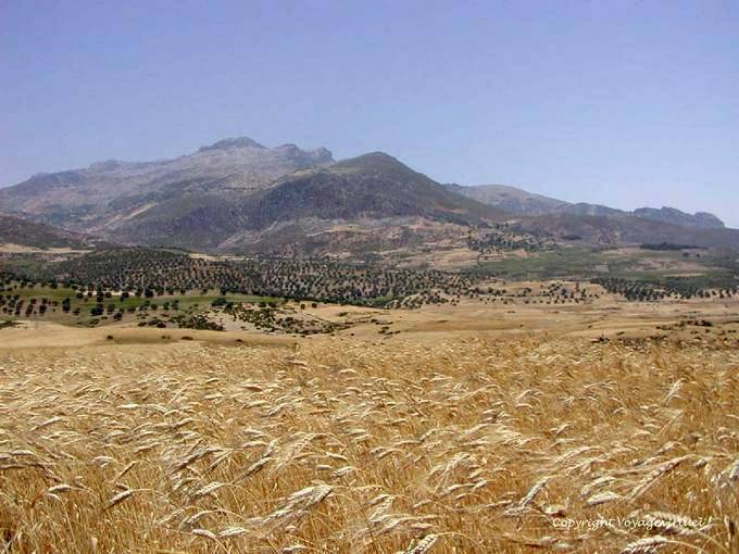 Montagnes du Rif et champ de blé, environs de Beni Darkoul - Maroc