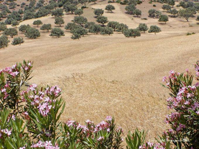 Champs et oliviers le long de l'Oued Laou, Rif occidental - Maroc