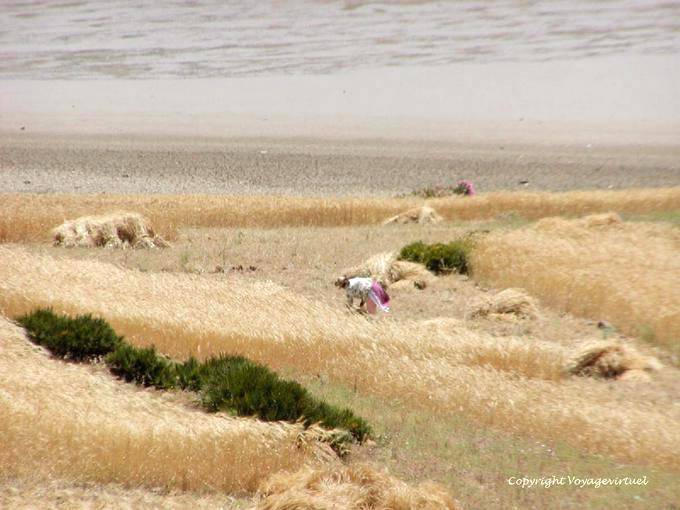 Impressionnisme lors de la récolte, Derdara, Oued Laou, Jbala Rif - Maroc