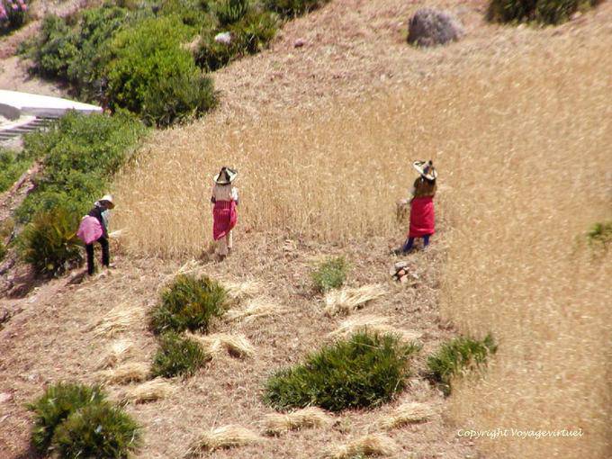 Femmes portant le chapeau typique rifain durant la moisson, vallée de l'Oued Laou - Maroc