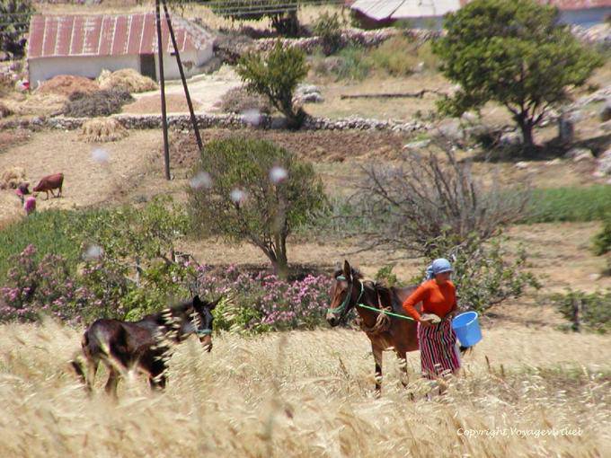 Vie paysanne aux abords d'une ferme, gorges de l'Oued Laou, Rif - Maroc