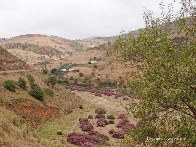 Paysage vallonné et lauriers-roses, Rif - Maroc