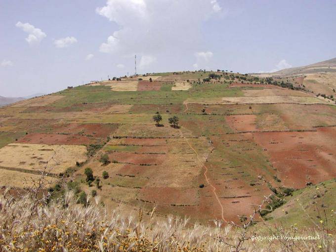 Cultures mixtes du Rif, céréales et cannabis - Maroc