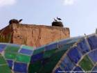 Nids de cigognes sur un mur du rempart, Marrakech, Maroc.