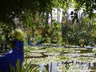 Bassin aux nénuphars et lotus d'Asie, Jardin Majorelle, Marrakech, Maroc.