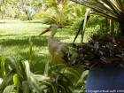 Cigogne se promenant dans la verdure, Jardin Majorelle, Marrakech, Maroc.