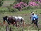Les labours sont effectués avec des chevaux tirant la charrue, Amaghousse, Maroc.