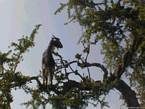 Essaouira, une chèvre dans les arganiers, Maroc.