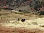 Batteuse à l'ancienne avec chevaux, environs de Khenifra, Maroc.