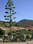 Aloes géant sur fond de forêt, Khenifra, Maroc.