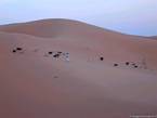 Un berger et son troupeau dans les dunes roses de Merzouga, Maroc.