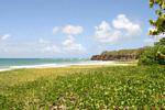 Anse à Prunes, verdure sur plage, Martinique.