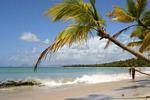 Anse des Salines, plage et cocotiers, Martinique.