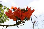 Flamboyant, fleur de Delonix regia, Martinique.