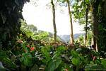 Anthurium, Jardin Balata, Martinique.