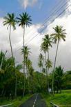Grands palmiers sur la route de l'Anse Céron, Martinique.