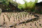 Erection de cactus par Jean-Philippe Thoze, Habitation Latouche, Martinique.