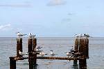 Les oiseaux de mer, Le Carbet, Martinique.