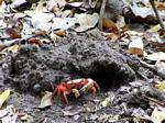 Crabe rouge de Mangrove (Goniopsis cruentata), Martinique.