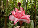 Rose de porcelaine, Etlingera elatior (gingembre tropical), Martinique.
