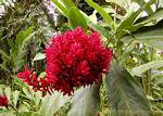 Alpinia rosea, Balata, Martinique.