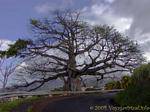 Un Ceiba pentandra géant ou fromager en bord de route, Martinique.