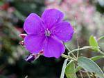 Tibouchina urvilleana (tibouchine d'Urville), Jardin Balata, Martinique.