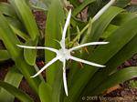 Fleur de Crinum pedunculatum (crinole des mangroves), Anse Latouche, Martinique.