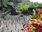 Habitation Anse Latouche, vestiges de la plantation détruite par l'éruption de la Montagne Pelée, Martinique.