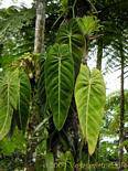 Feuilles sur liane de Philodendron épiphyte, Jardin Balata, Martinique.