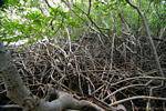 Mangrove, racines de palétuviers entremêlées, Presqu'île de la Caravelle, Martinique.