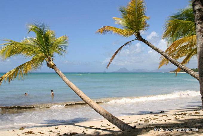 Palmiers couchés dans la Grande Anse des Salines - Martinique